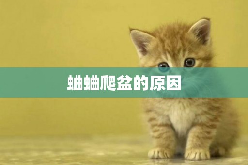 蛐蛐爬盆的原因