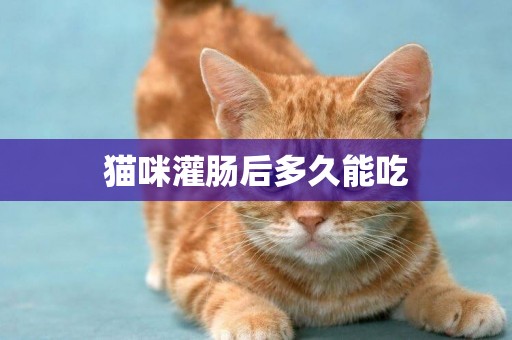 貓咪灌腸后多久能吃