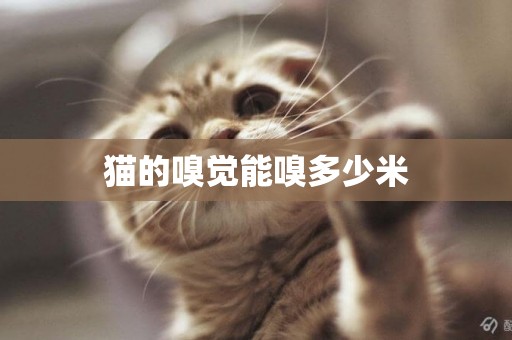 貓的嗅覺能嗅多少米