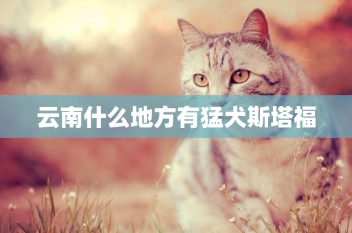 云南什么地方有猛犬斯塔福