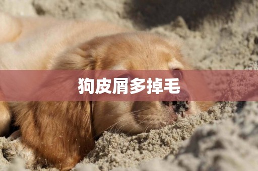 狗皮屑多掉毛
