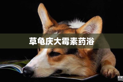 草龜慶大霉素藥浴