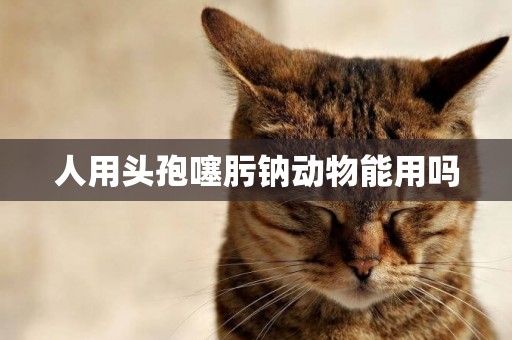 人用頭孢噻肟鈉動物能用嗎