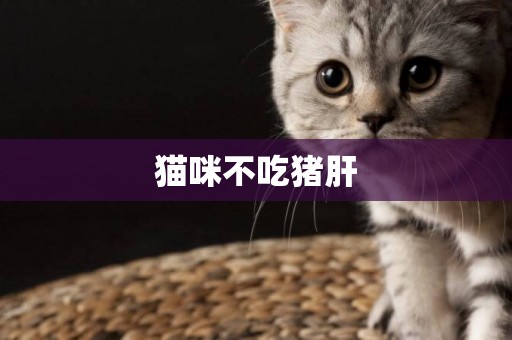 貓咪不吃豬肝