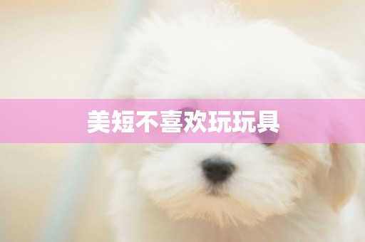 美短不喜歡玩玩具