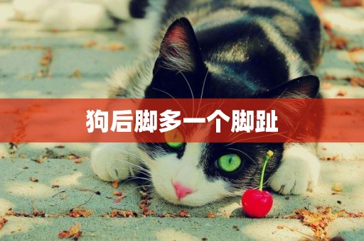 狗后腳多一個腳趾
