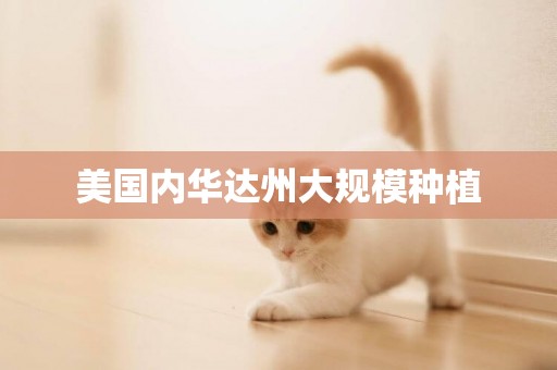 美國內華達州大規模種植