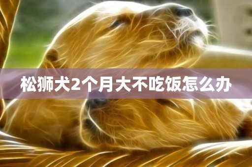 松獅犬2個月大不吃飯怎么辦