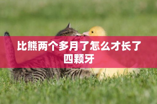 比熊兩個多月了怎么才長了四顆牙