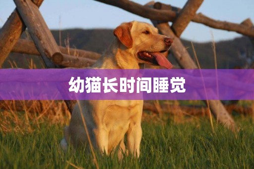 幼貓長時間睡覺