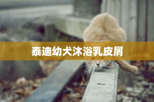 泰迪幼犬沐浴乳皮屑