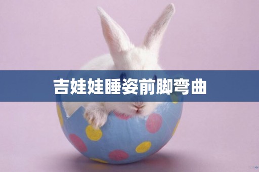 吉娃娃睡姿前腳彎曲