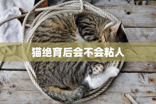 貓絕育后會不會粘人
