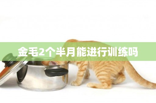 金毛2個半月能進行訓練嗎