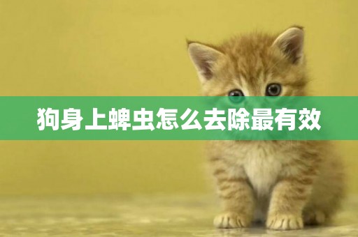 狗身上蜱蟲怎么去除最有效