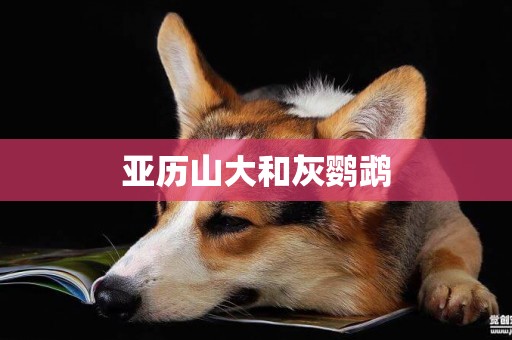 亞歷山大和灰鸚鵡