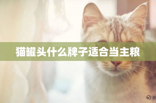貓罐頭什么牌子適合當主糧