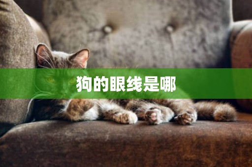 狗的眼線是哪