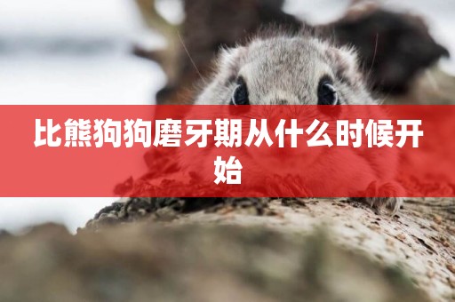 比熊狗狗磨牙期從什么時候開始