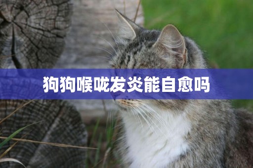 狗狗喉嚨發炎能自愈嗎