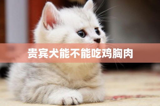 貴賓犬能不能吃雞胸肉