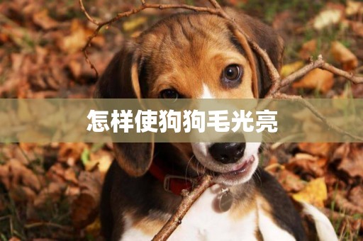 怎樣使狗狗毛光亮