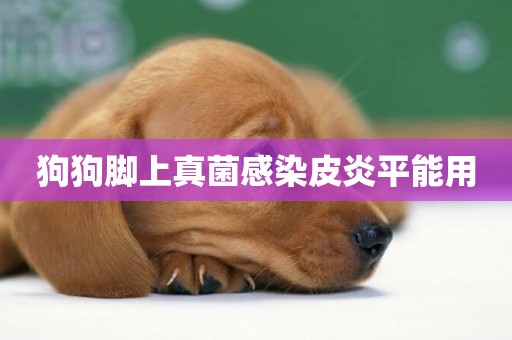 狗狗腳上真菌感染皮炎平能用