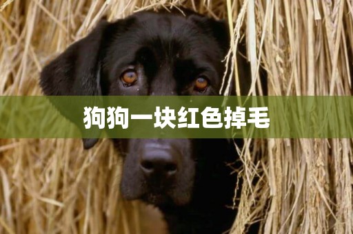 狗狗一塊紅色掉毛