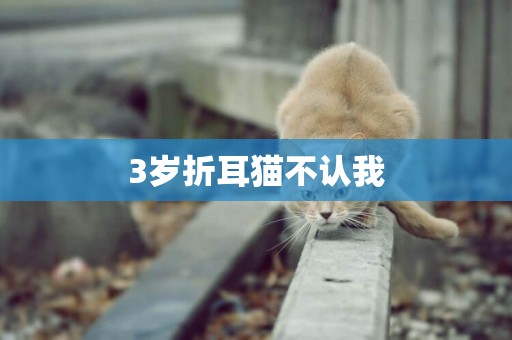 3歲折耳貓不認我