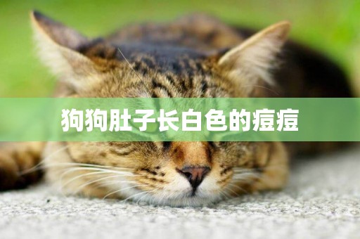 狗狗肚子長白色的痘痘