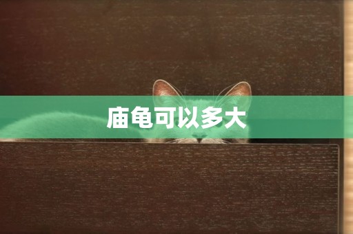 廟龜可以多大