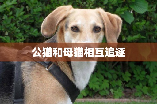 公貓和母貓相互追逐