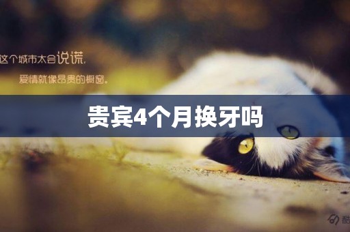 貴賓4個月換牙嗎