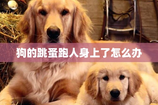 狗的跳蚤跑人身上了怎么辦