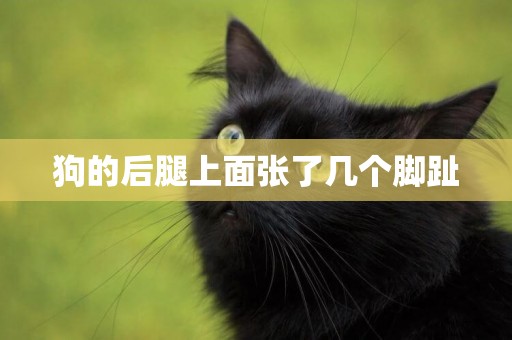 狗的后腿上面張了幾個腳趾