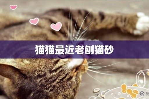 貓貓最近老刨貓砂