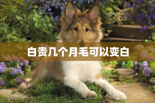 白貴幾個月毛可以變白