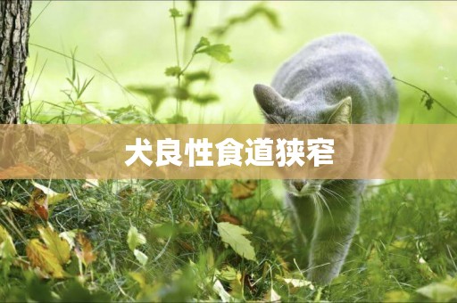 犬良性食道狹窄