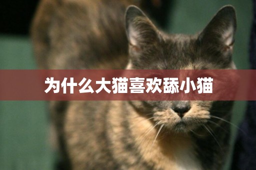 為什么大貓喜歡舔小貓