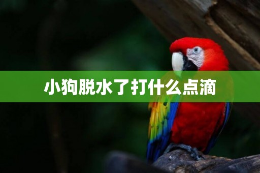 小狗脫水了打什么點滴