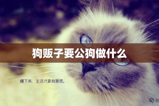 狗販子要公狗做什么