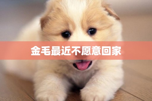 金毛最近不愿意回家