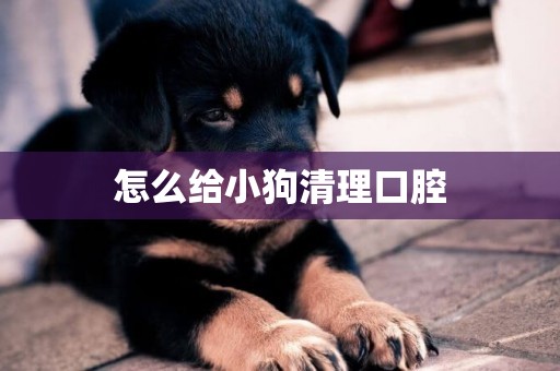 怎么給小狗清理口腔