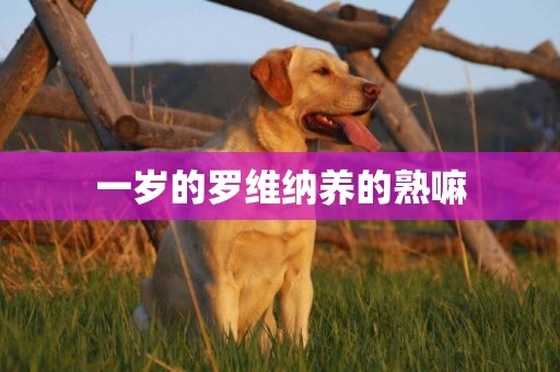 一歲的羅維納養的熟嘛