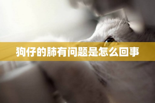 狗仔的肺有問題是怎么回事