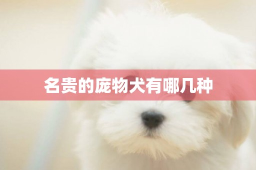名貴的龐物犬有哪幾種
