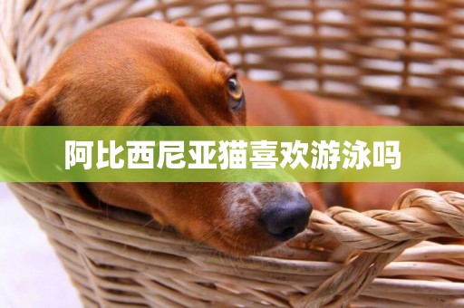 阿比西尼亞貓喜歡游泳嗎