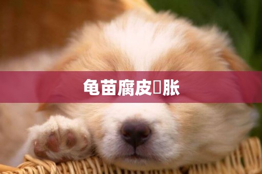 龜苗腐皮腫脹