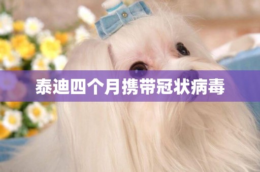 泰迪四個月攜帶冠狀病毒