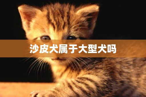 沙皮犬屬于大型犬嗎